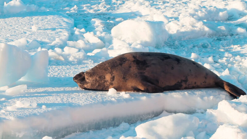 Seals - Antarctica