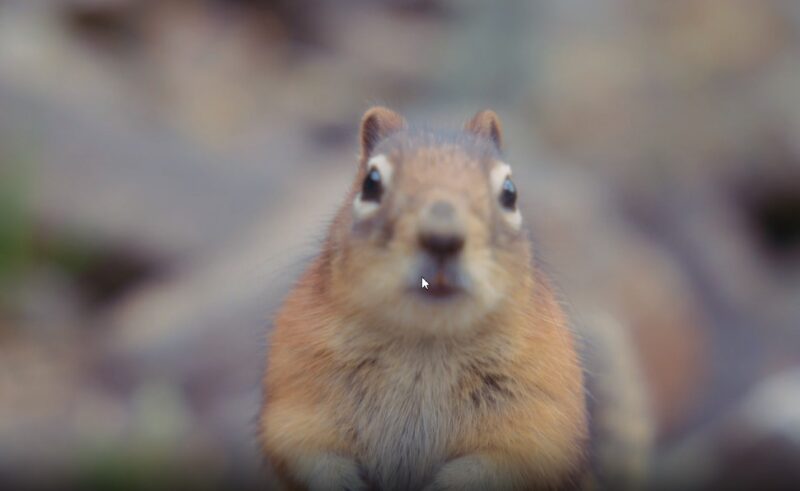 Seasonal Patterns squirrel