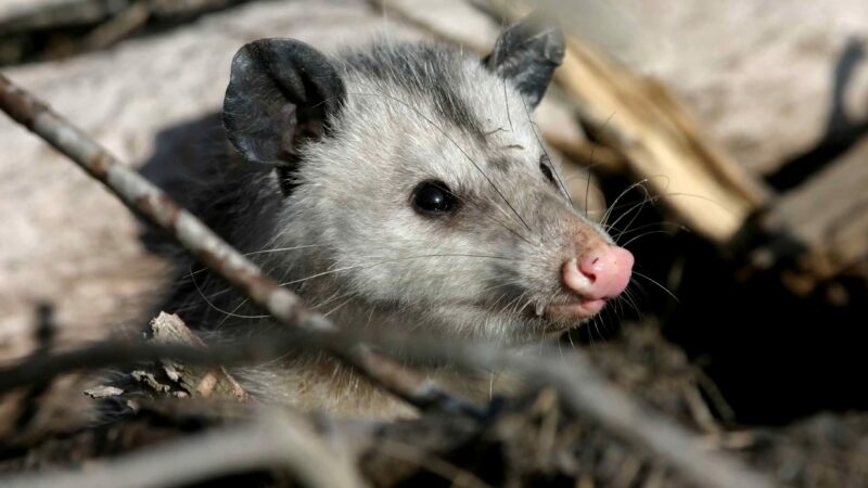Seeking Suitable Shelter - Opossums