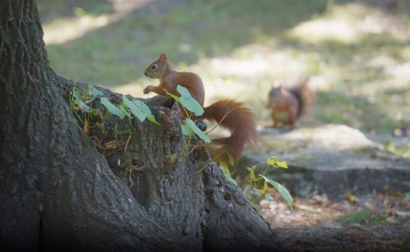 Squirrels Chase Each Other