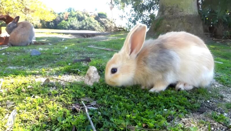 Visual acuity of rabbits