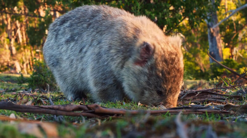 Wombats