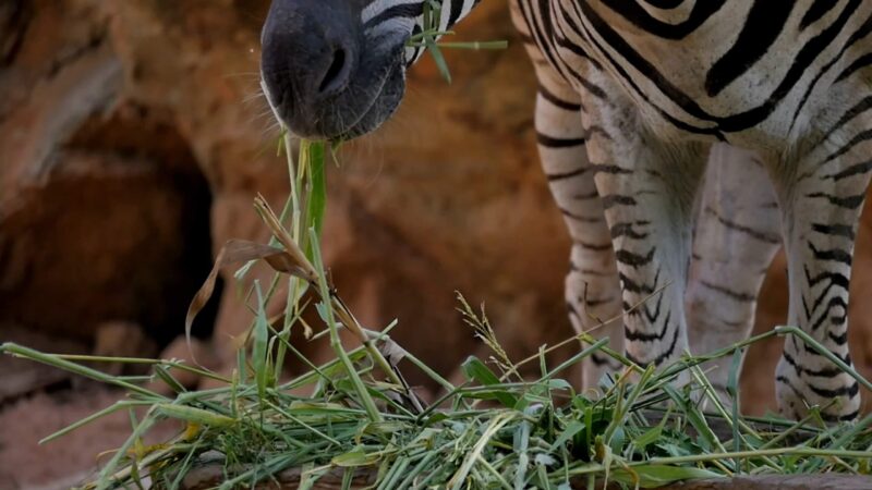 Zebra processing food