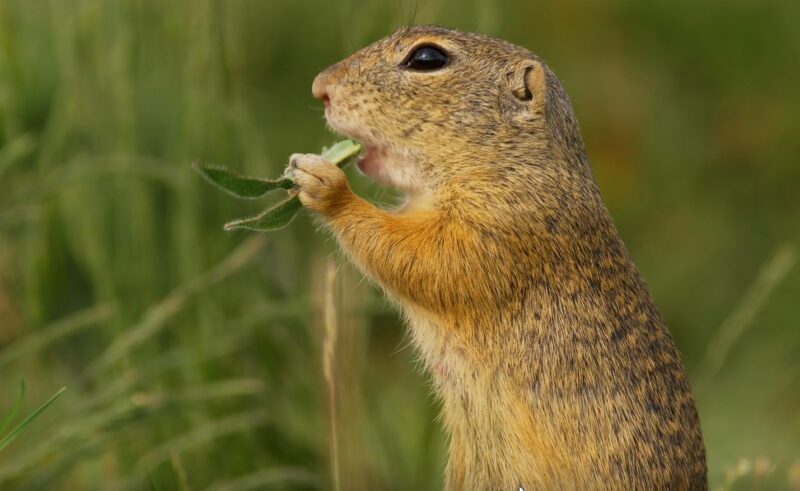 squirrel food