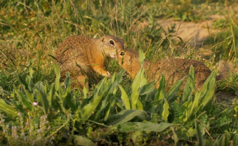 squirrel mating