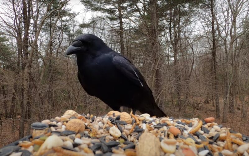 American Crow