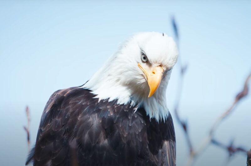 Bald Eagle