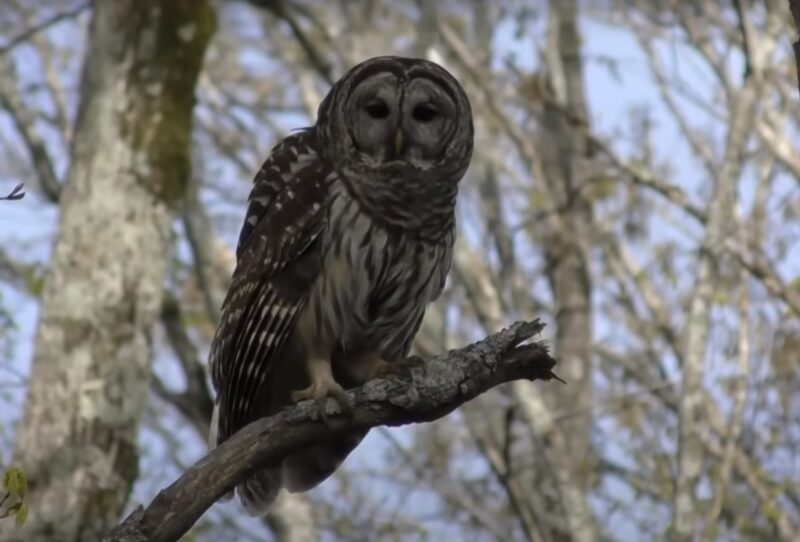 Barred Owl