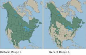 Map of Bears in North America