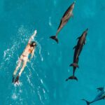 Dolphins swim with woman