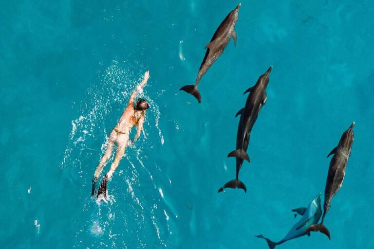 Dolphins swim with woman
