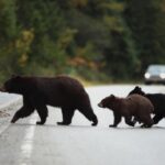 Black Bears on road
