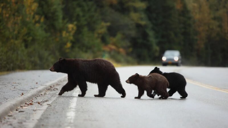 Black Bears on road