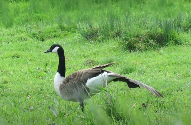 Canada Goose