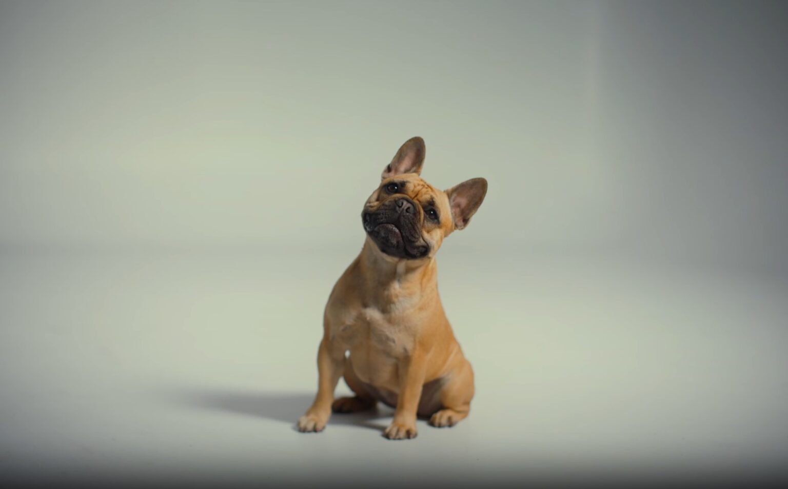 24 Dog Breeds That Begin With "P"