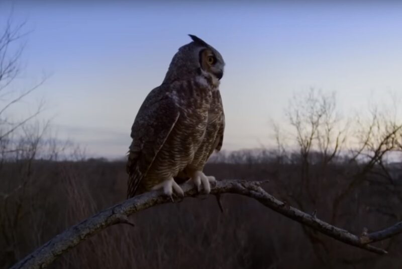 Great Horned Owl