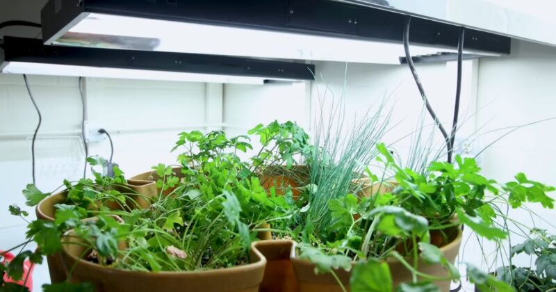 Grow Lights in Sustainable Farming Practices
