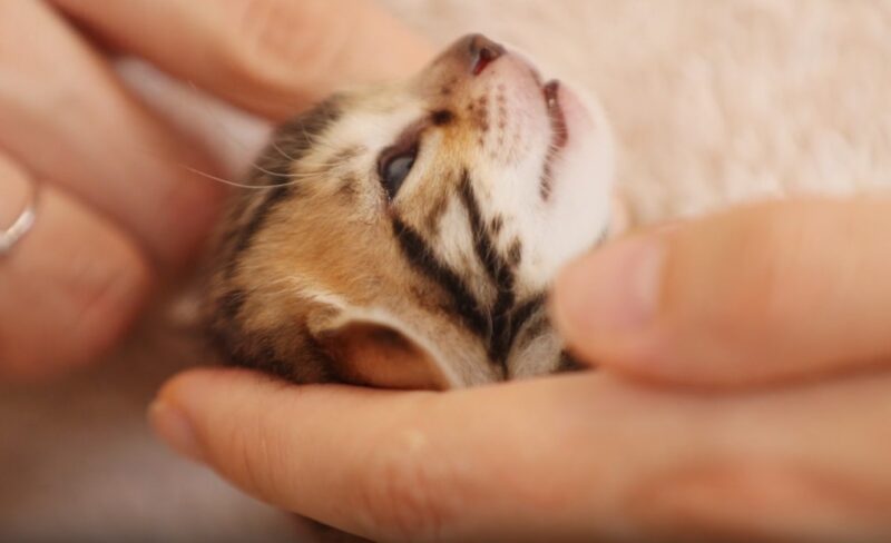 Holding Kitten