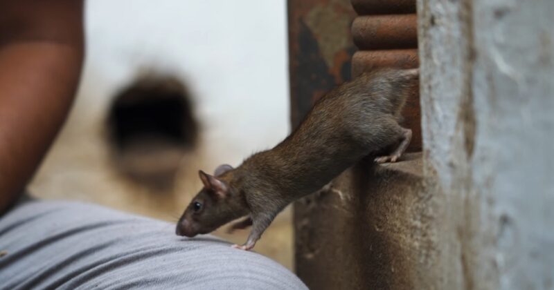 Household Rats a Health Concern
