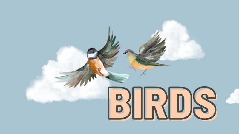 Is A Bird An Animal - Take Flight!