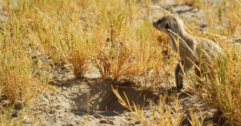 Meerkats Alternative Activities While Upright