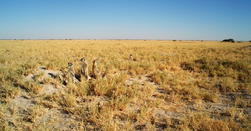 Meerkats The Art of Balancing While Standing