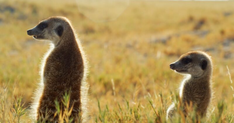 Meerkats' Upright Stance Explained