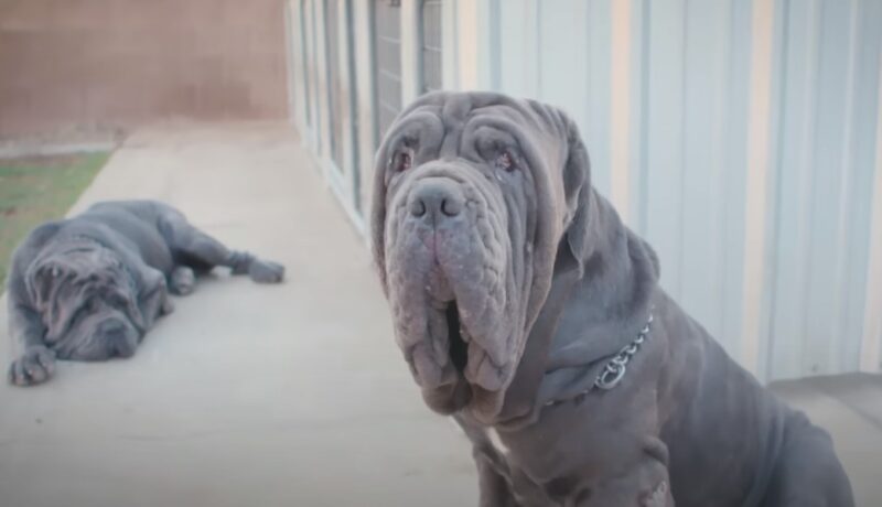 Neapolitan Mastiff