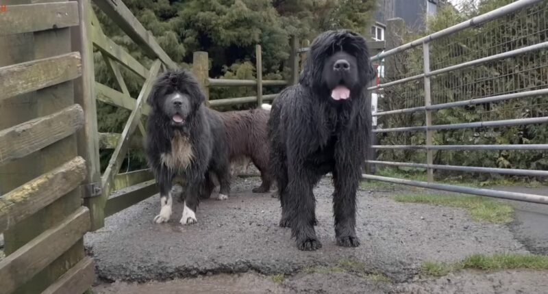 Newfoundland Dog