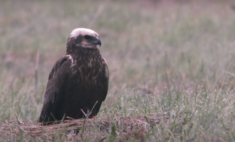 Northern Harrier