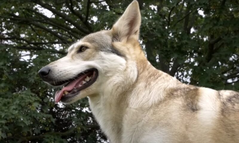 Northern Inuit Dog