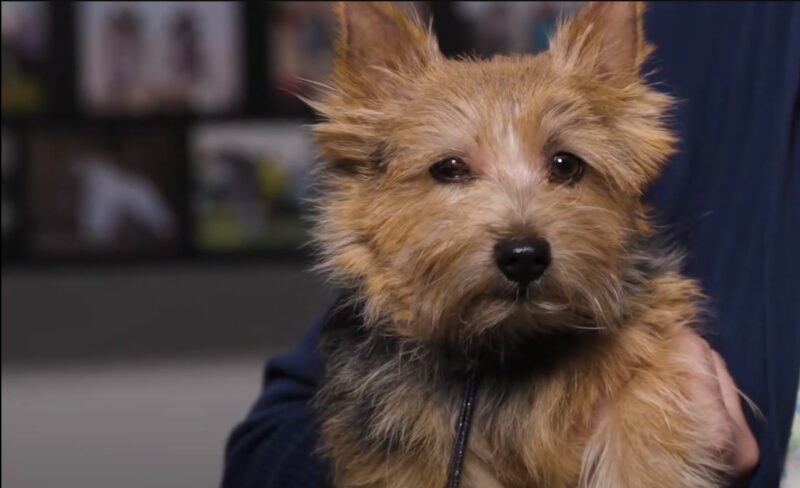 Norwich Terrier