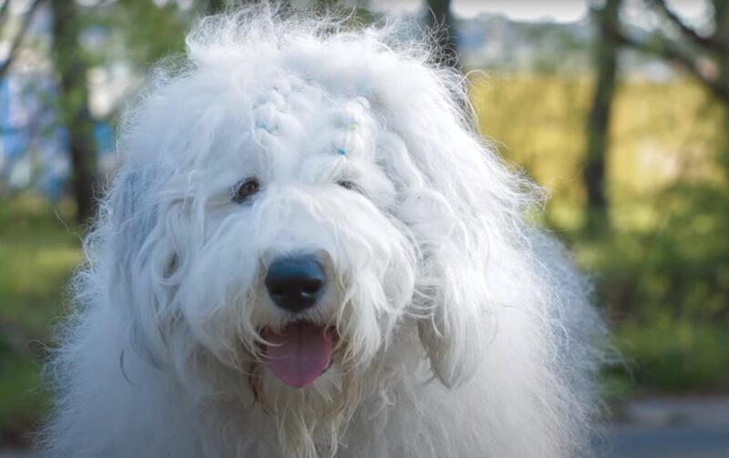 Old English Sheepdog