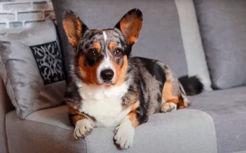 Pembroke Welsh Corgi