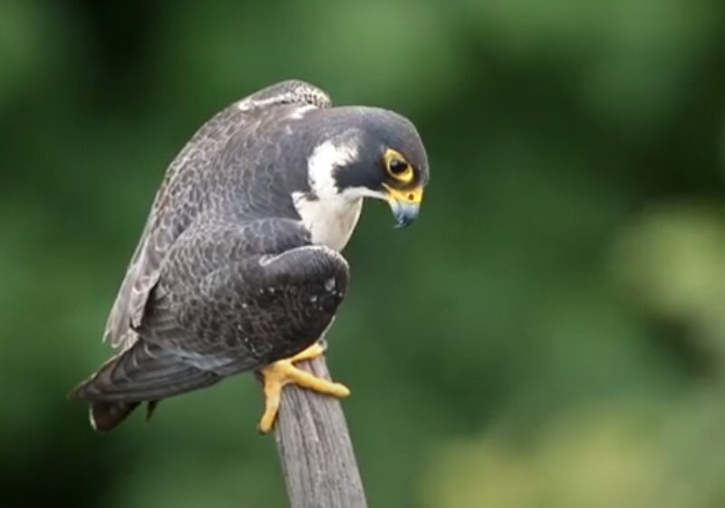 Peregrine Falcon