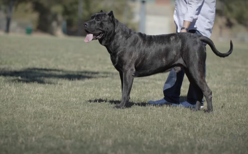 Perro de Presa Canario