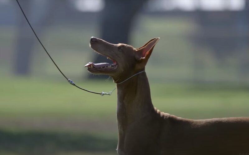 Pharaoh Hound