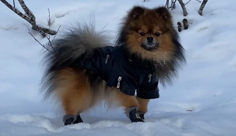 Pomeranian