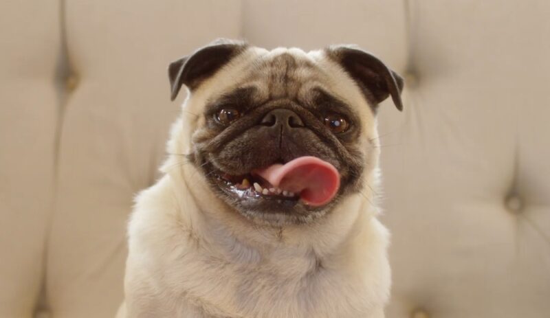 Pug