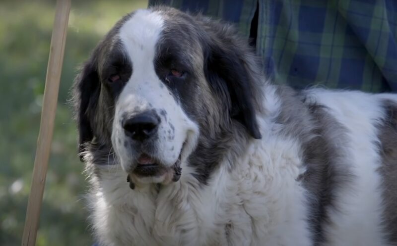 Pyrenean Mastiff