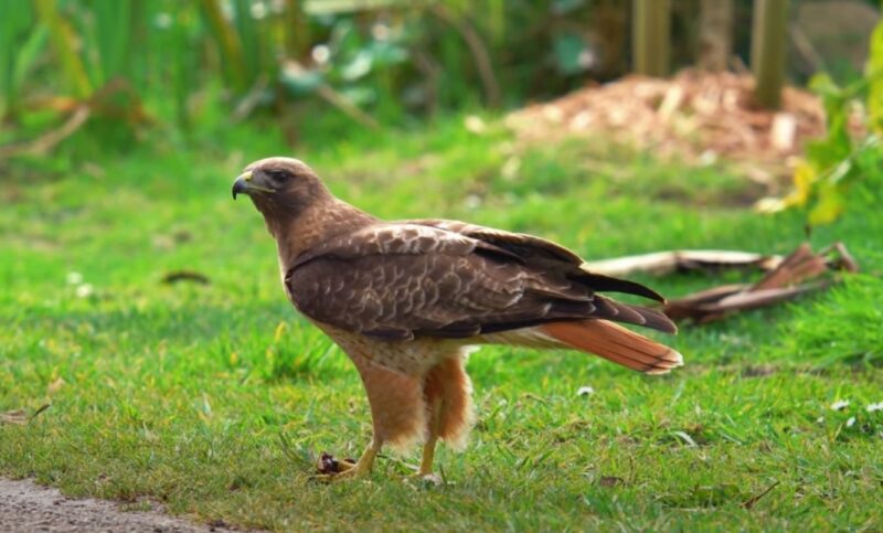 Red-tailed Hawk