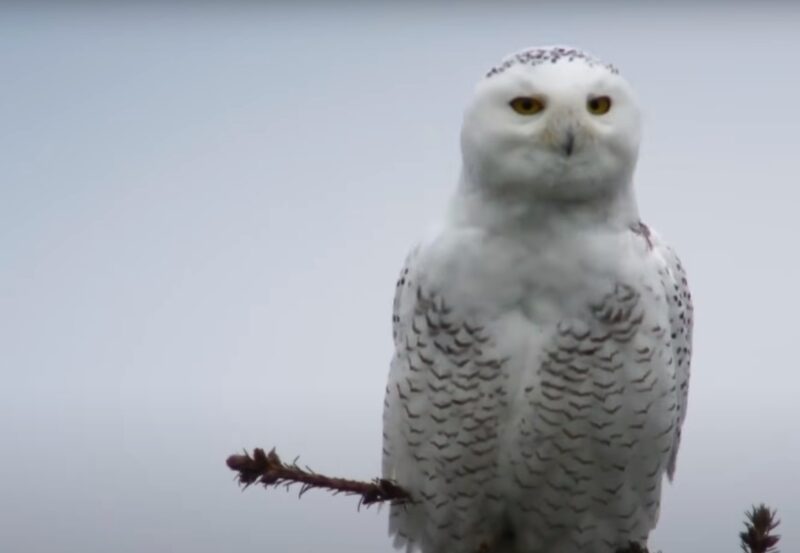 Snowy Owl