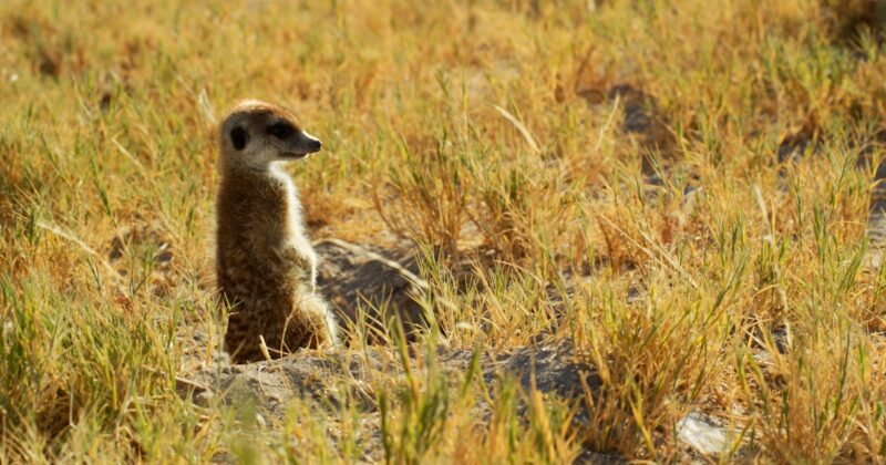 Meerkat coming out of hole standing up
