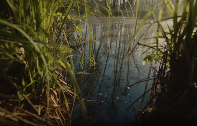 Closer Look to Swamp - Which Fish Live In Swamps