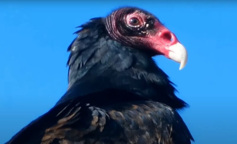 Turkey Vulture