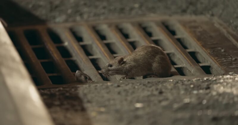 Rat on a street coming out of sewerage