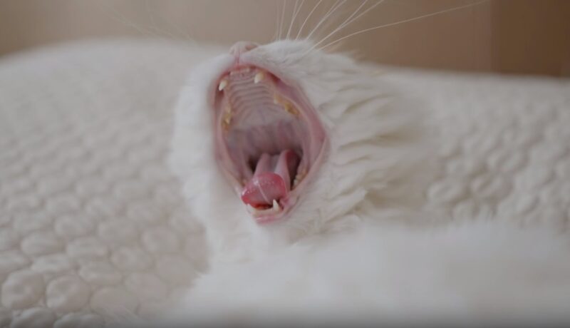 cat's teeth