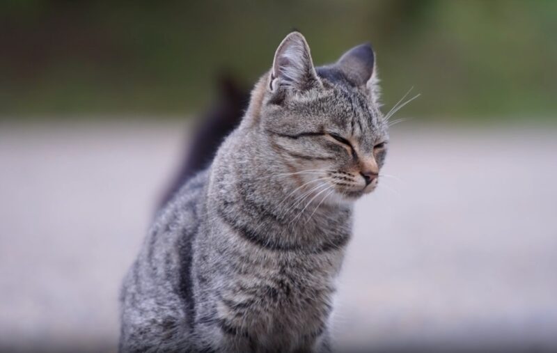 grey cat - is cat mammal