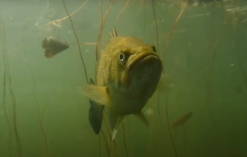 largemouth bass