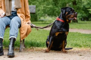 Rottweiler sit by his dog owner and watching around